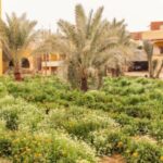 Pilot Action logo of Pilot Action in Egypt – Short Food Supply & Export Oriented Supply chains